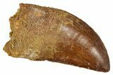 Serrated, Carcharodontosaurus Tooth - Real Dinosaur Tooth #341320-1